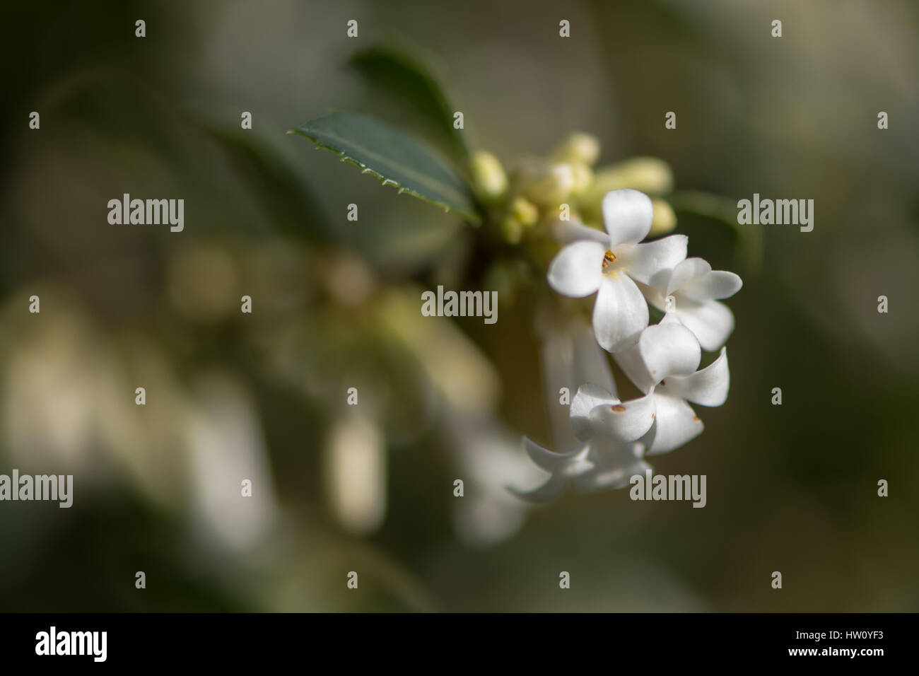Osmanthus Delavayi Busch in Blüte. Immergrüner Strauch in der Familie Oleaceae ursprünglich aus Südchina und als Zierpflanze Stockfoto