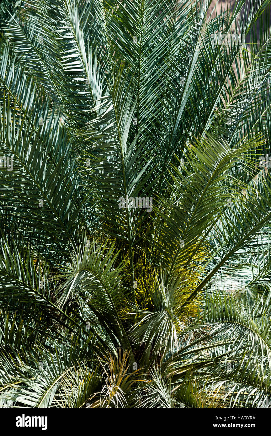 Die spikey Wedel einer Dattelpalme in einer Wüste Dorf-Plantage. Stockfoto