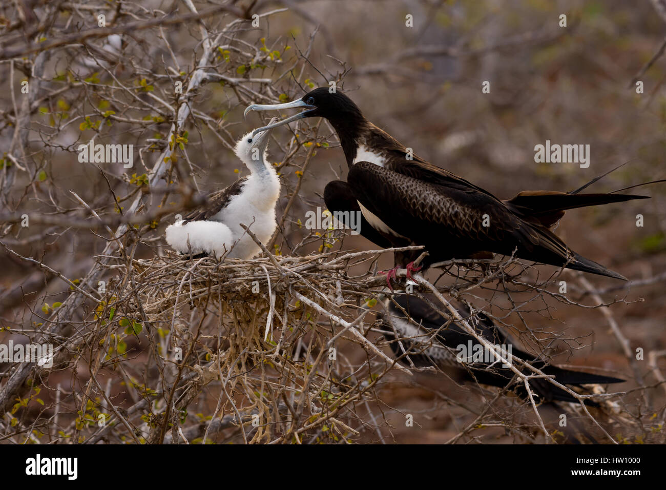 Eine weibliche herrliche Fregattvogels ernährt ihre Küken auf der nördlichen Insel der Galapagos Insel-Kette. Stockfoto