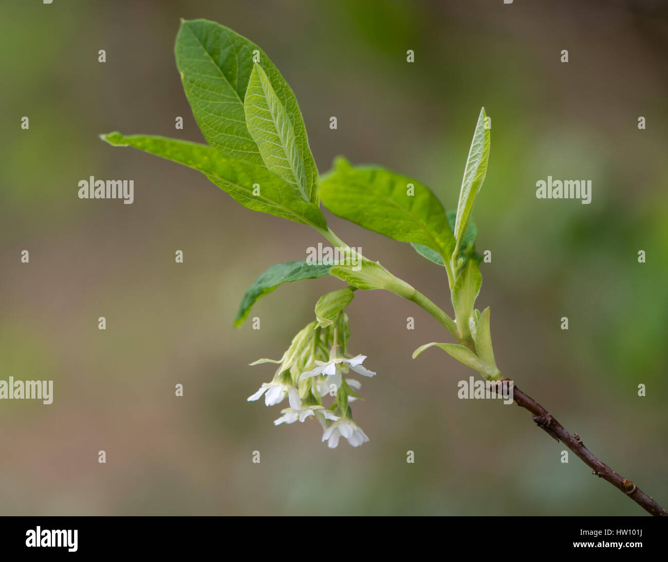 OSO berry aka indische Pflaume (Oemleria Cerasiformis) Blüte. Blütenstand von weißen Blüten und neue Laub der Frühling blühenden Strauch Stockfoto
