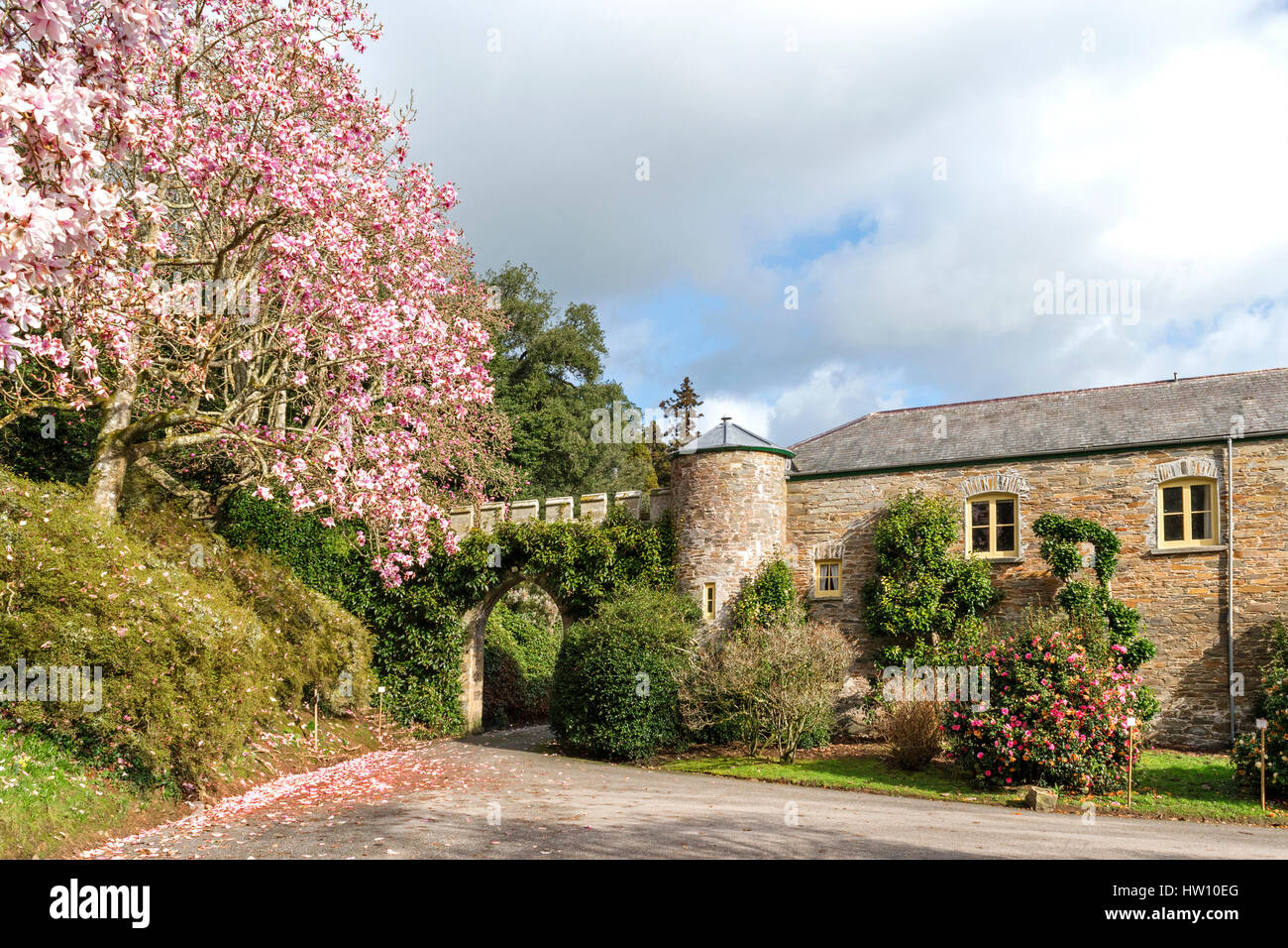 Magnolien blühen im zeitigen Frühjahr Sonnenschein Caerhays Castle in Cornwall, England, UK Stockfoto