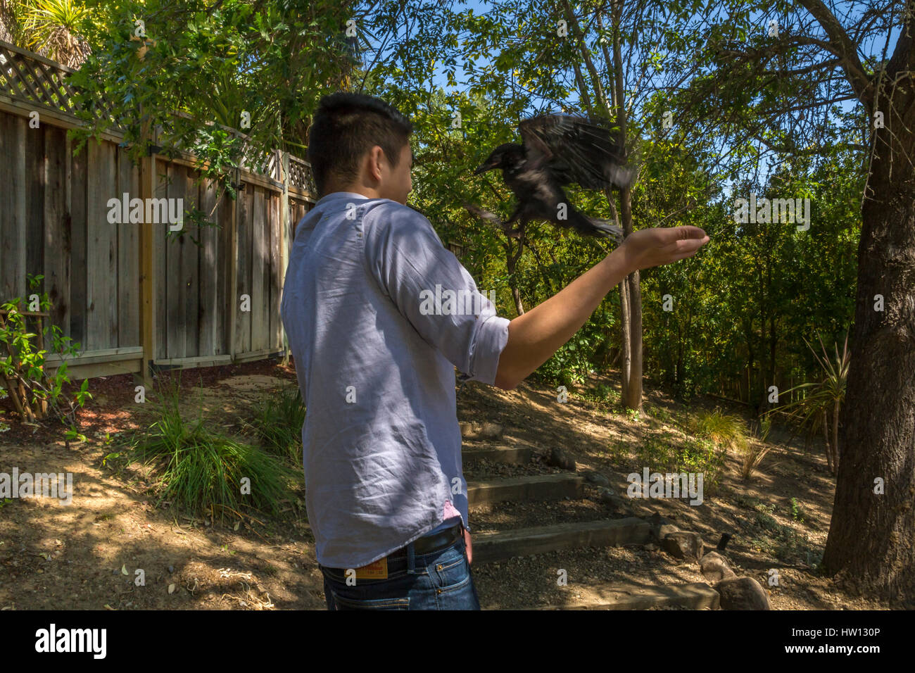Amerikanische Krähe, junge Krähe, juvenile Krähe, verletzten Vogel verletzt, gefallenen Vogel-Nest, Novato, Marin County, Kalifornien Stockfoto