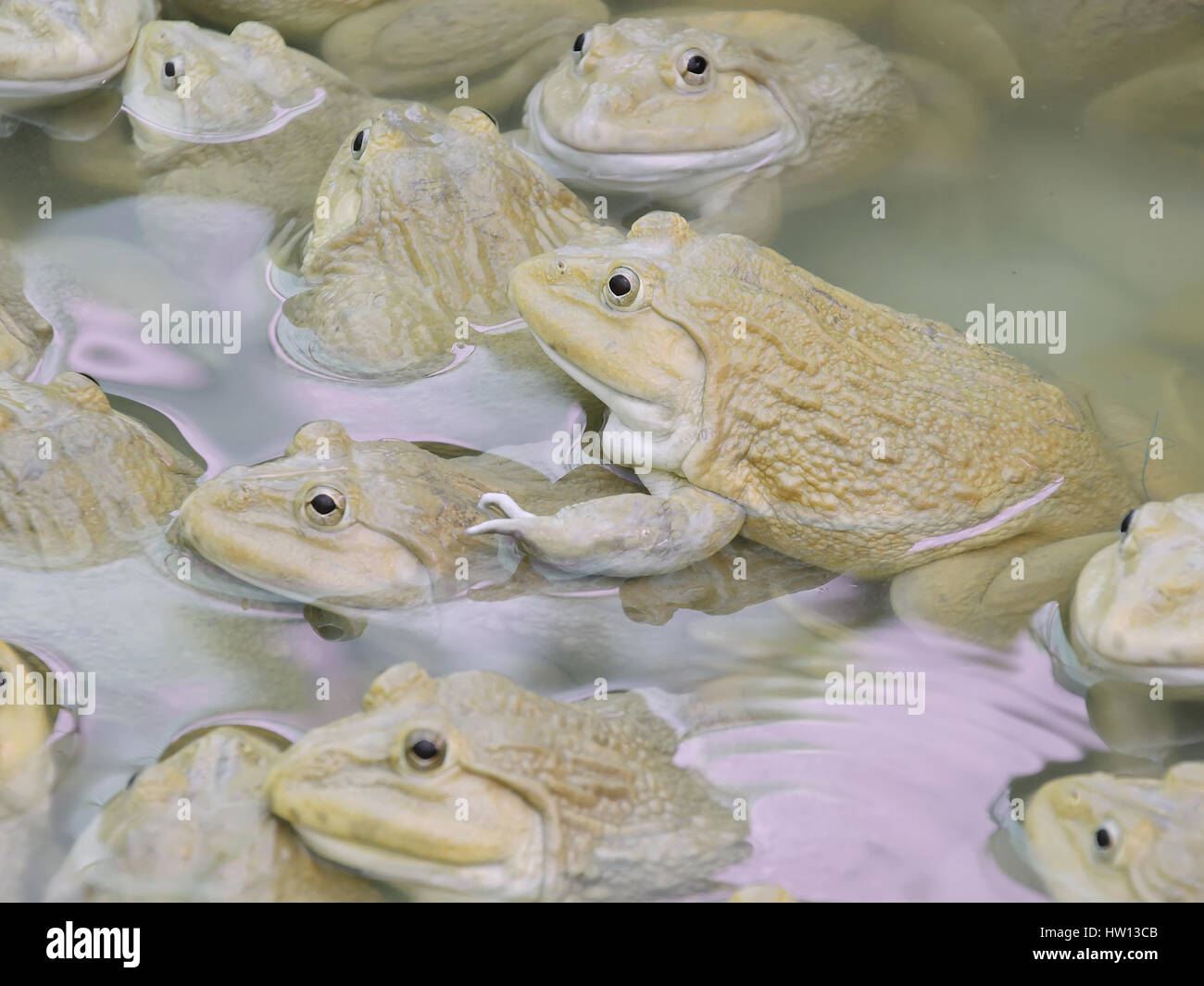 Frösche in der Farm - chinesische essbare Frosch, asiatische Ochsenfrosch, taiwanesische Frosch Stockfoto