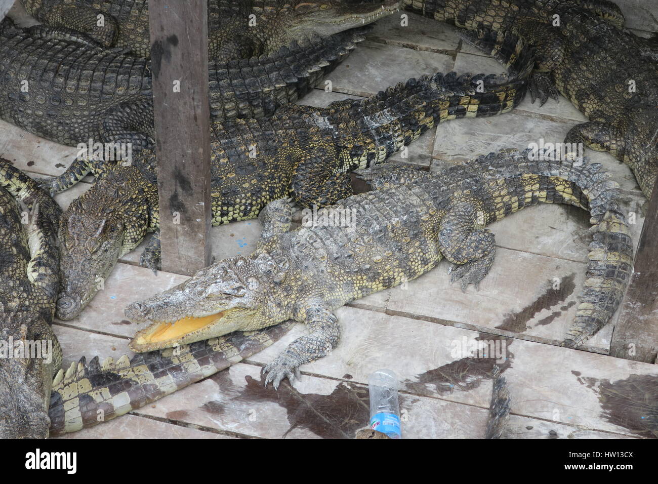 Krokodile sind große aquatische Reptilien. Ihre Größe, Morphologie, Verhalten und Ökologie etwas zwischen den Arten unterscheidet. Stockfoto
