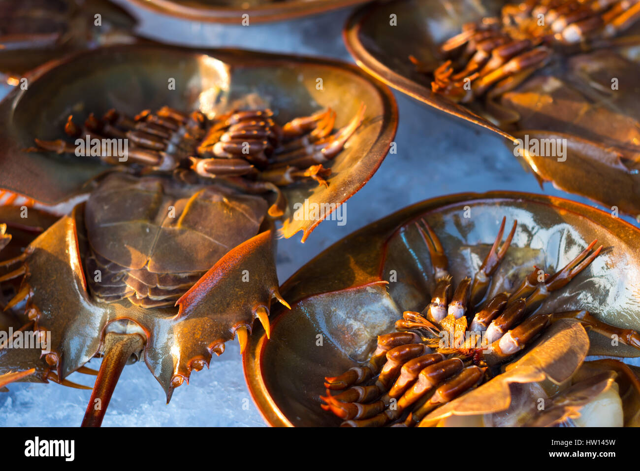 Scharfe schalentiere -Fotos und -Bildmaterial in hoher Auflösung – Alamy