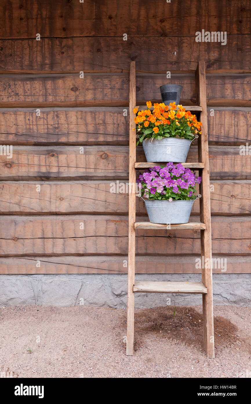 Blumen Auf Leiter Regal An Wand Lehnen Stockfoto Bild