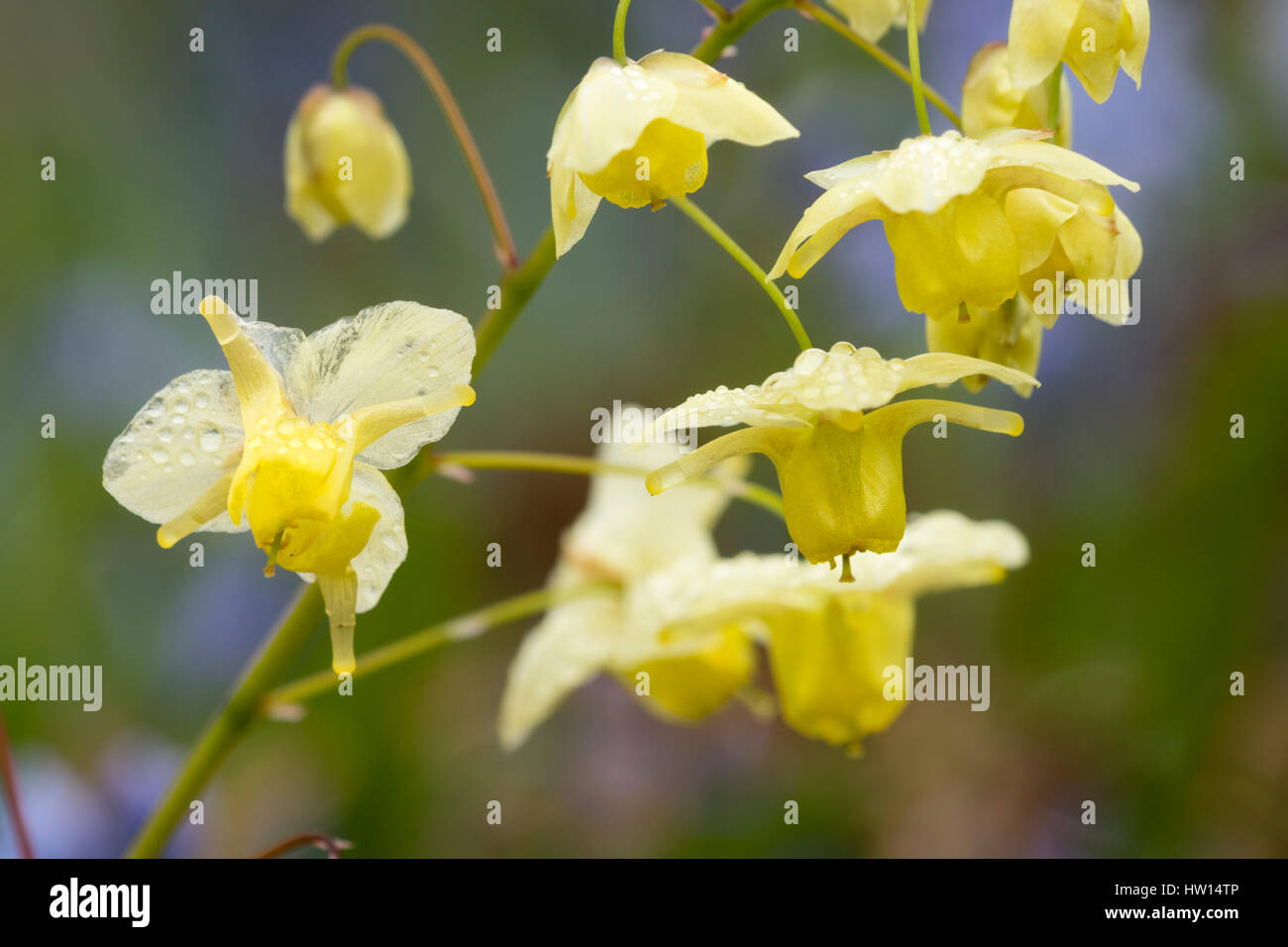 Vorfrühlingsblüher der gelben blühten Staude Epimedium x versicolor 'Neosulphureum' Stockfoto