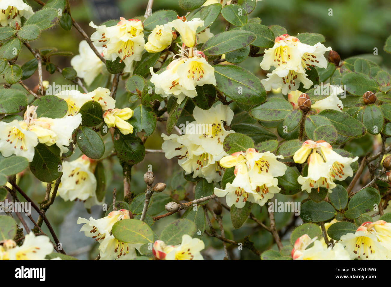 Blassgelbe Blüten von Frühjahr blühende immergrüner Strauch, Rhododendron leucaspis Stockfoto