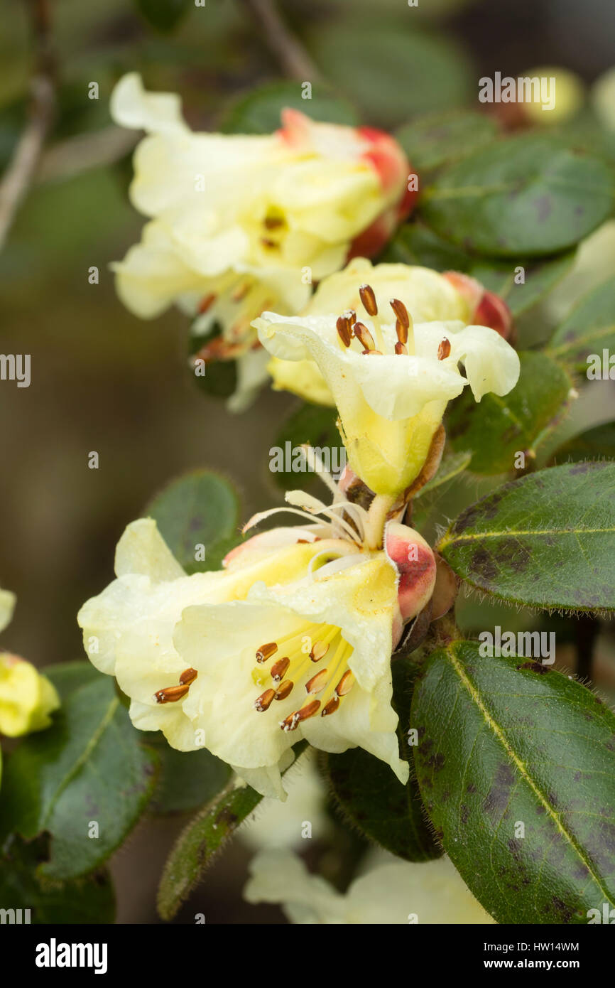 Blassgelbe Blüten von Frühjahr blühende immergrüner Strauch, Rhododendron leucaspis Stockfoto