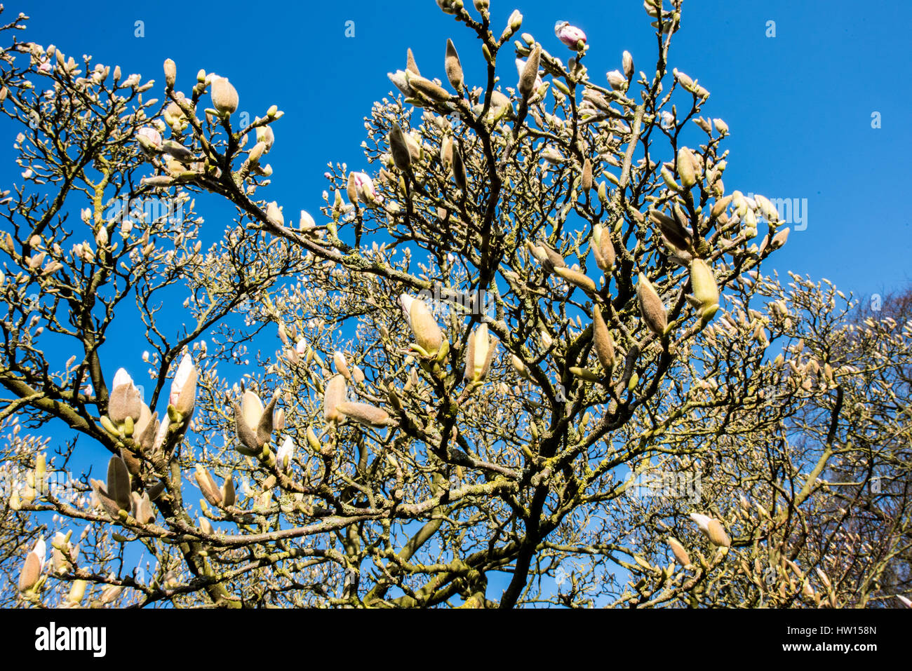 Knospen an eine etablierte Magnolie blüht an einem sonnigen Frühlingstag mit strahlend blauem Himmel platzen Stockfoto