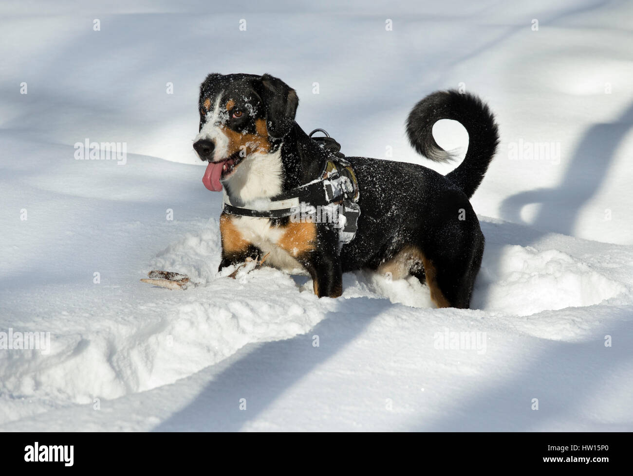Hund spielt bei Neuschnee im Winterwald Stockfoto