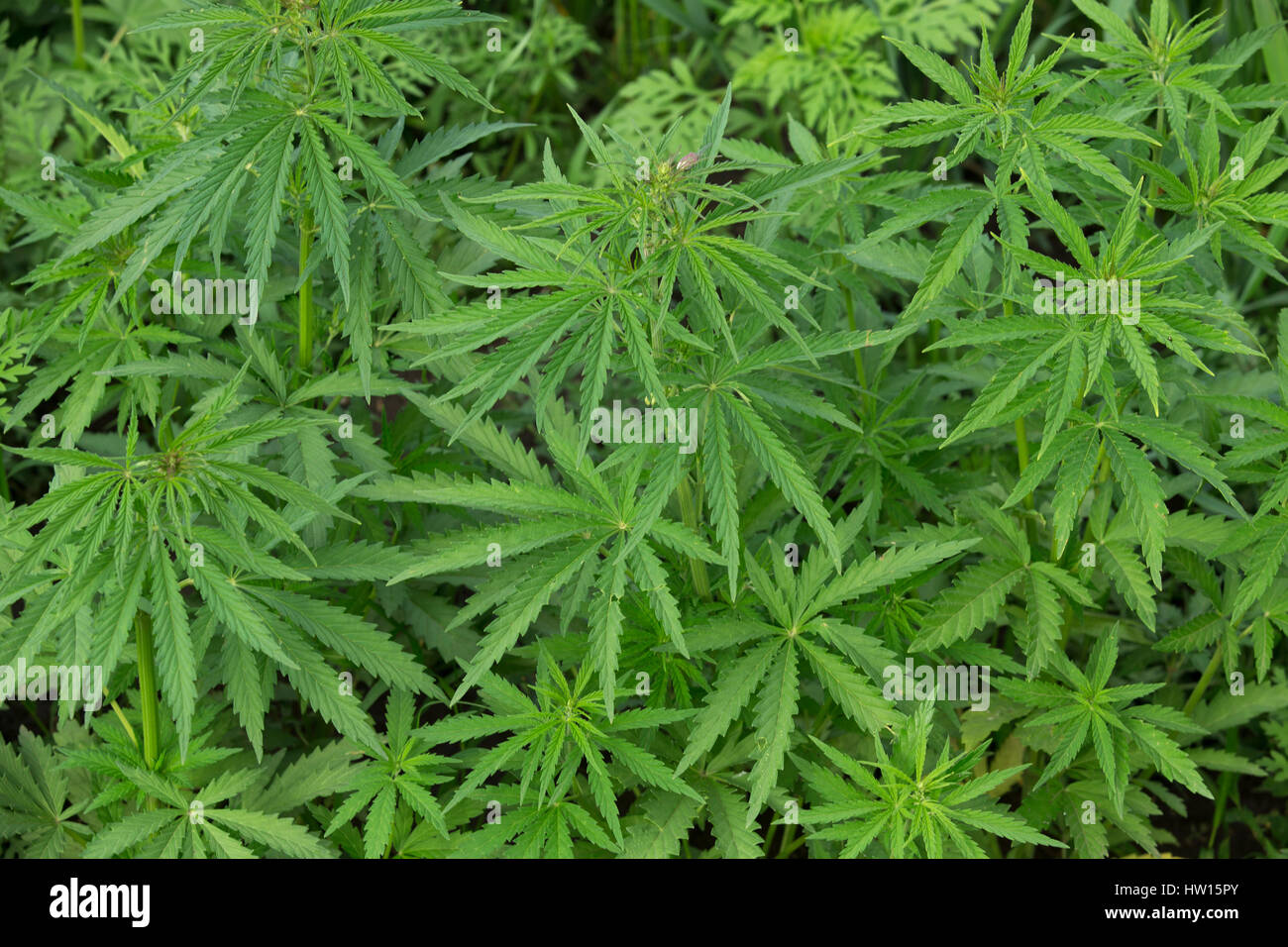 Ein Full-Frame von Marihuana Laub Hintergrundbild Stockfoto
