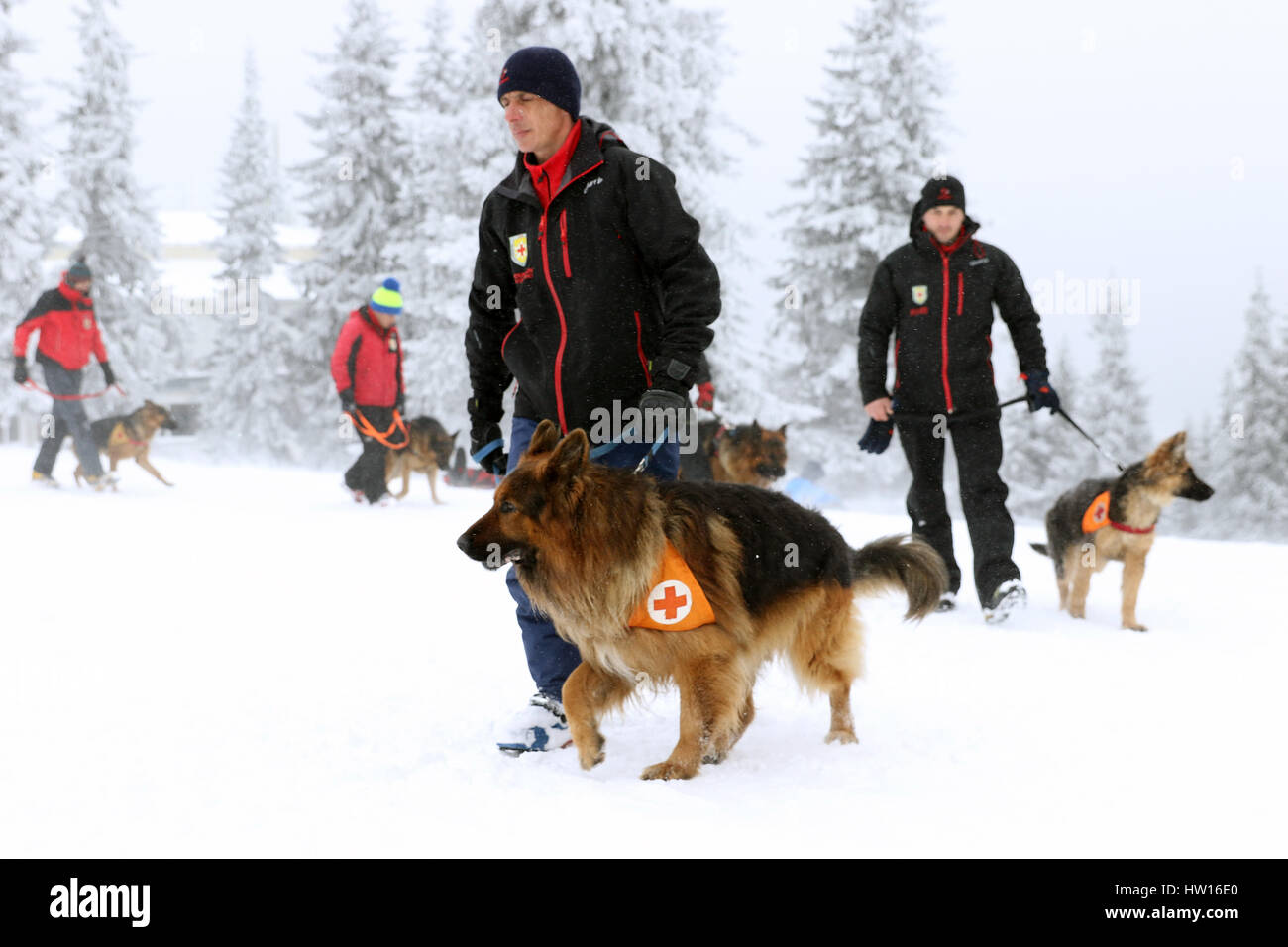 Retter aus der Bergwacht auf bulgarisches rotes Kreuz und sein Hund sind beteiligt an einem Training für Menschen in einer Lawine zu retten. Stockfoto