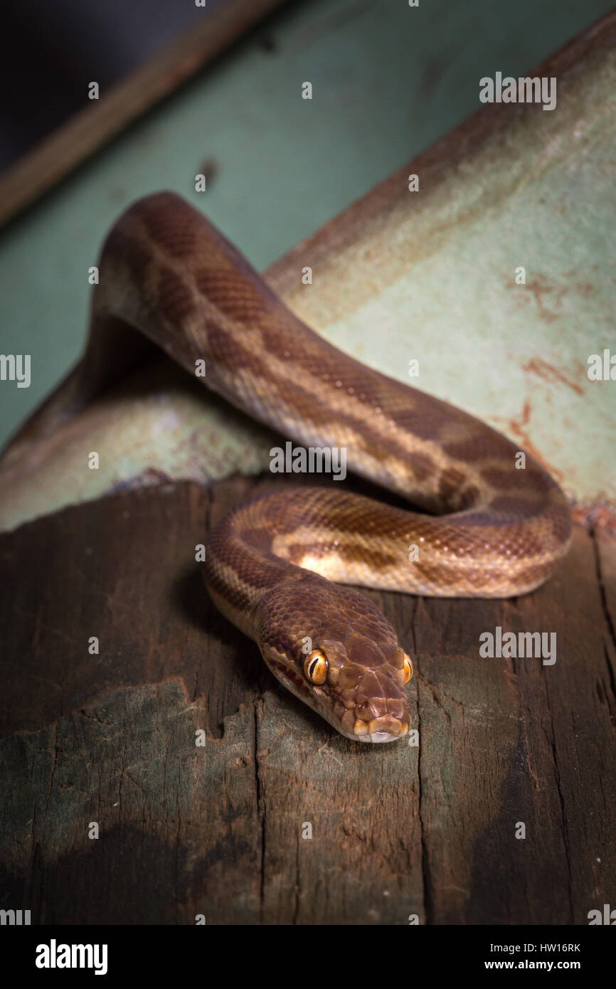 Stimpson Python (Antaresia Stimsoni) Stockfoto