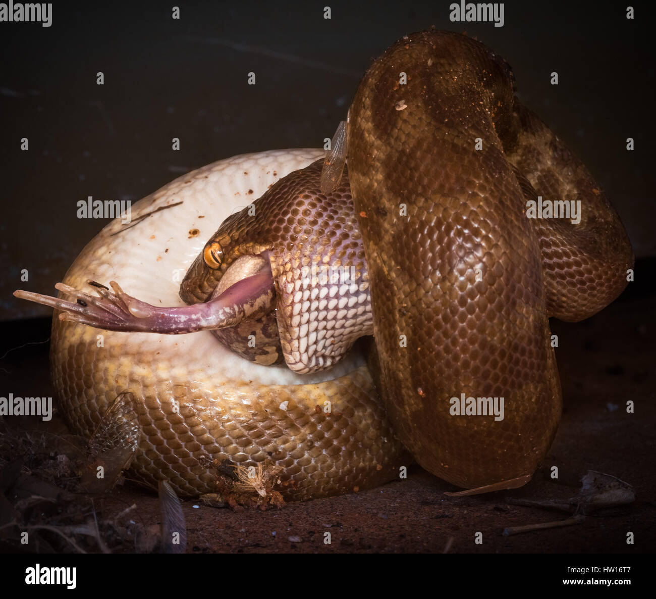 Stimpson Python (Antaresia Stimsoni) Stockfoto