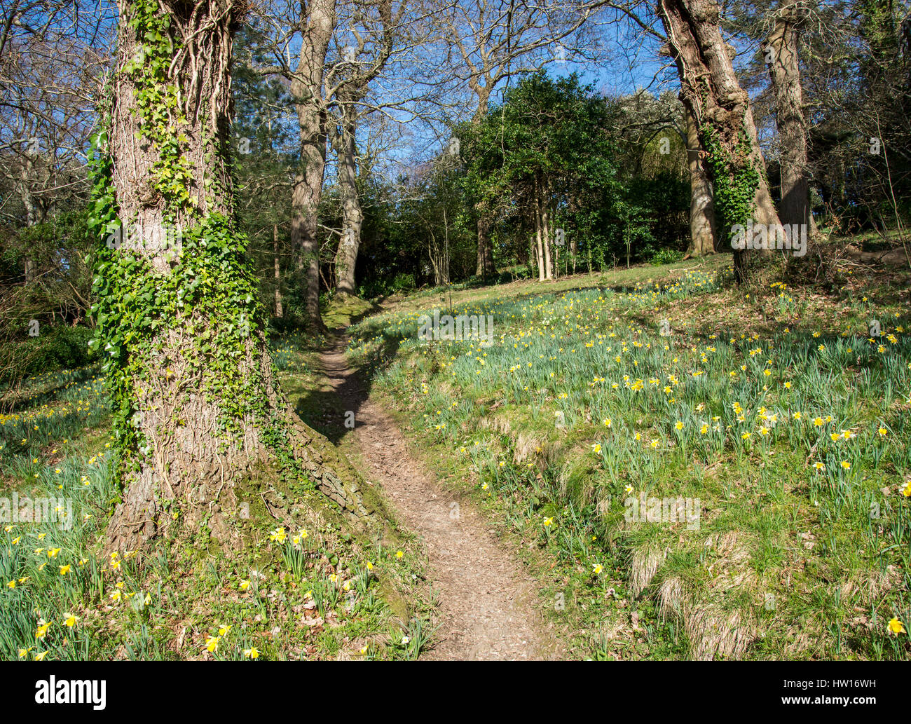 Penrhyn Castle & Garden, National Trust. Nr Bangor, Nordwales, Spring Stockfoto