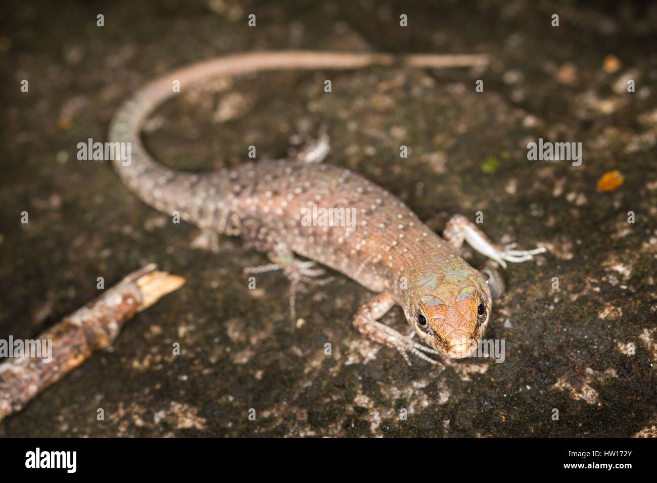 Zwei-spined Rainbow Skink (Carlia Amax) Stockfoto