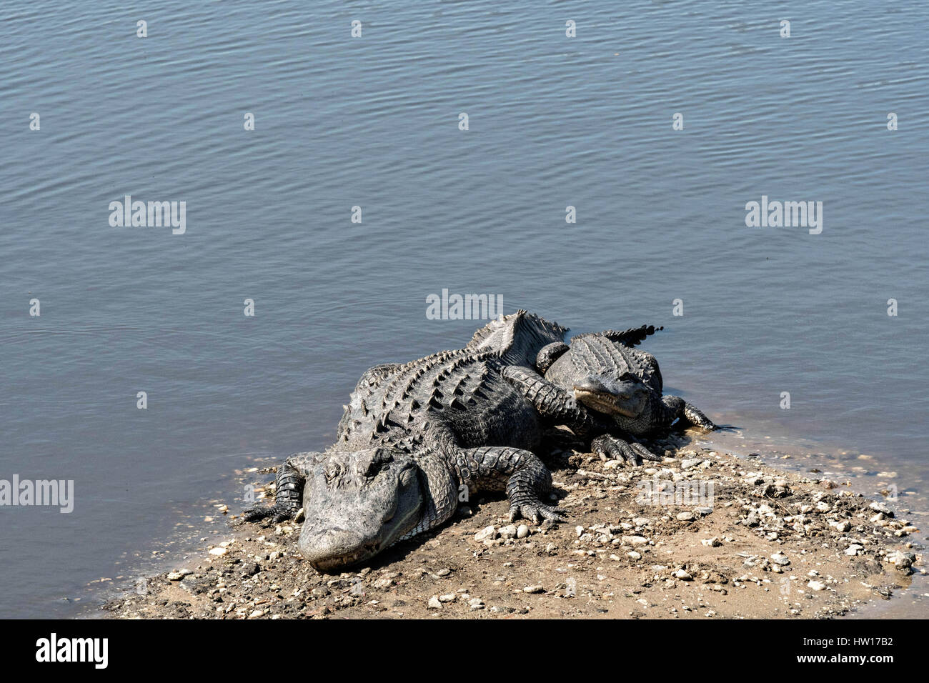 Amerikanische Alligatoren Sonnen am Flussufer bei Donnelley Wildlife Management Area 11. März 2017 im grünen Teich, South Carolina. Das Naturschutzgebiet ist Teil des größeren ACE Becken Natur Flüchtlings, eine der größten unbebauten Mündungen entlang der atlantischen Küste der Vereinigten Staaten. Stockfoto