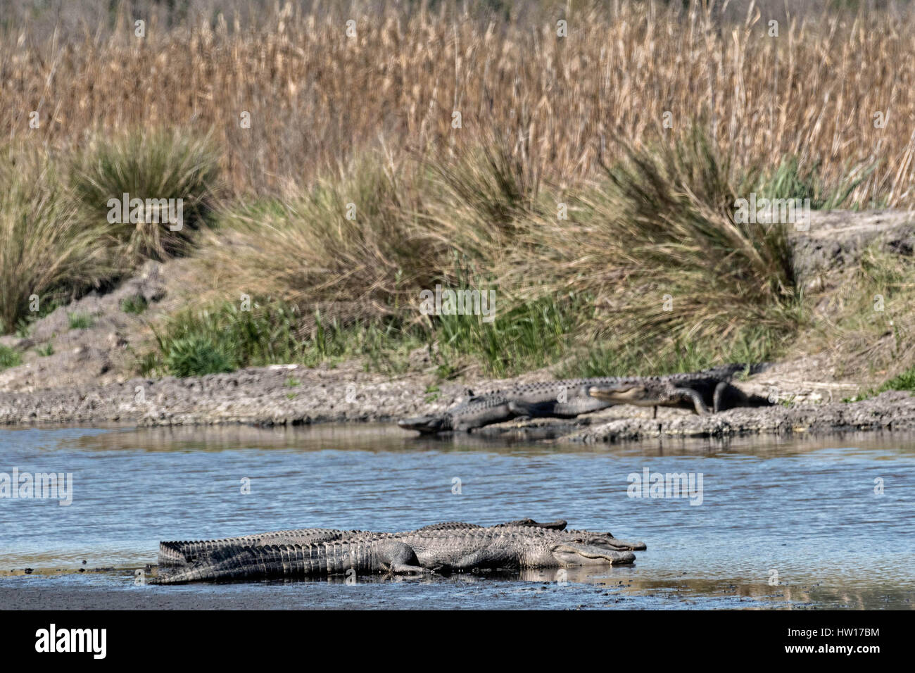 Amerikanische Alligatoren Sonnen am Flussufer bei Donnelley Wildlife Management Area 11. März 2017 im grünen Teich, South Carolina. Das Naturschutzgebiet ist Teil des größeren ACE Becken Natur Flüchtlings, eine der größten unbebauten Mündungen entlang der atlantischen Küste der Vereinigten Staaten. Stockfoto