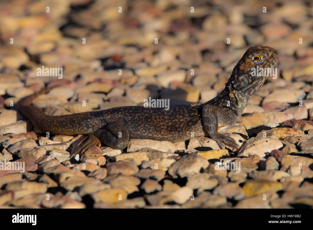 Western saldiert Dragon (Ctenophorus Reticulatus) Stockfoto