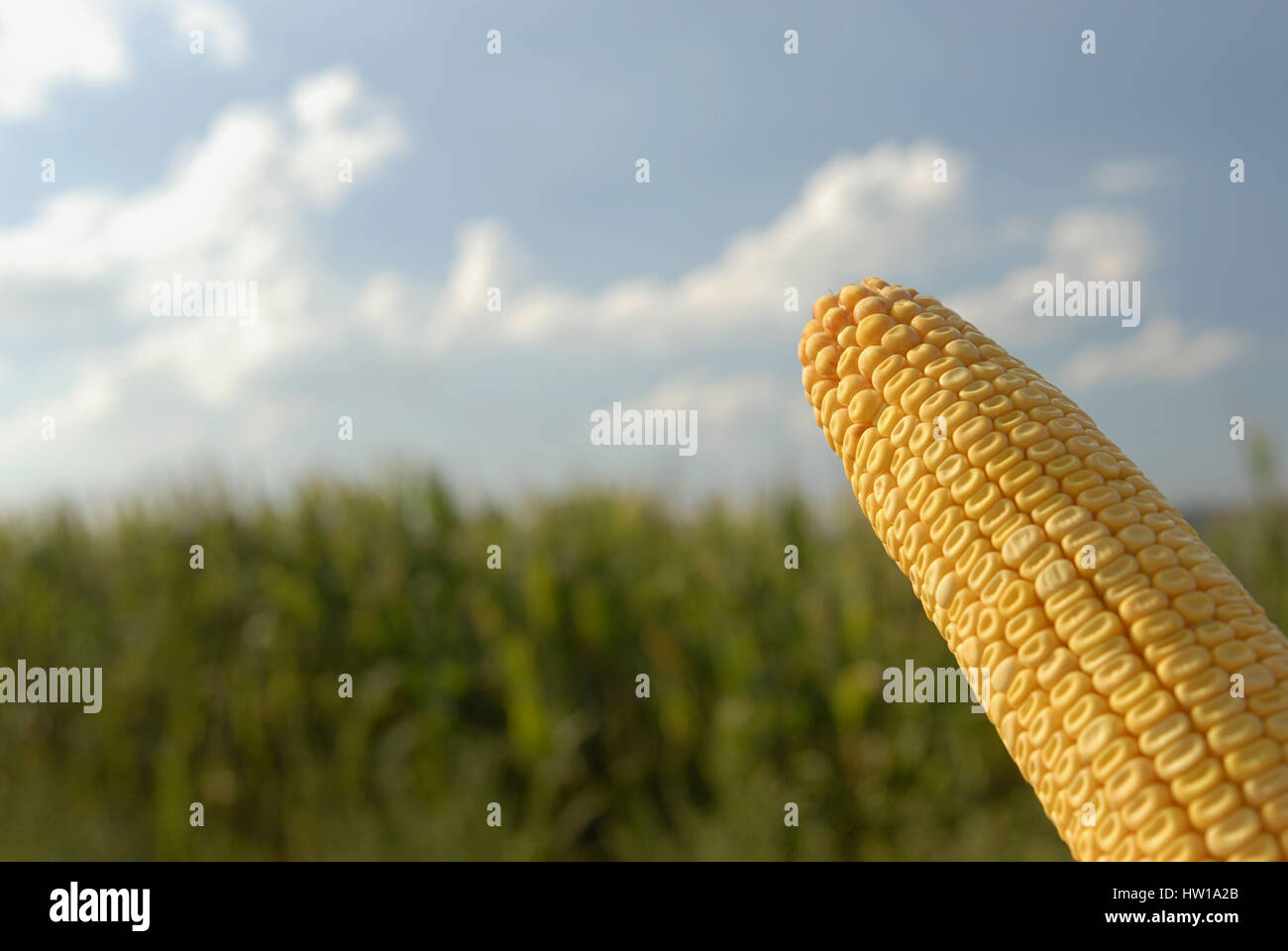 Maispflanzen, Maispflanzen Stockfoto