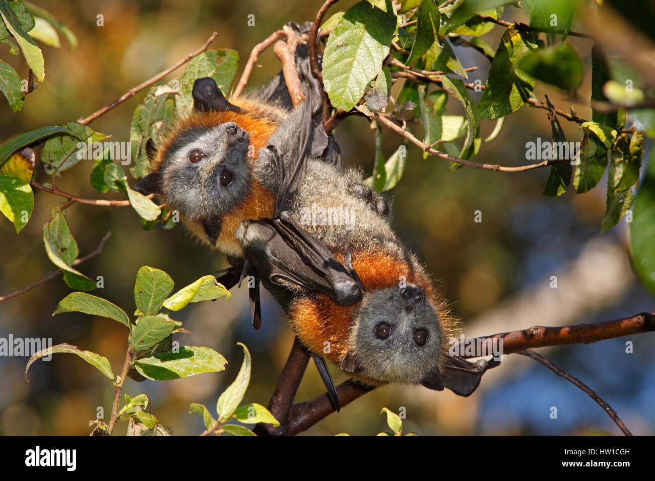 Graue Spitze Flughunde, Pteropus Poliocephalus, zwei Tiere Schlafplatz in einem Baum Stockfoto