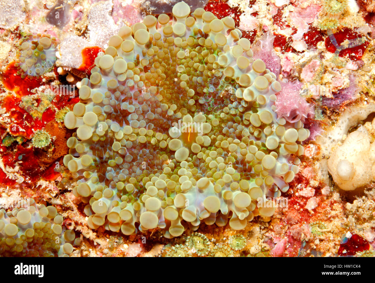 Corallimorpharian, oder Corallimorph, Discosoma sp oder Actinodiscus sp am Riff. Stockfoto