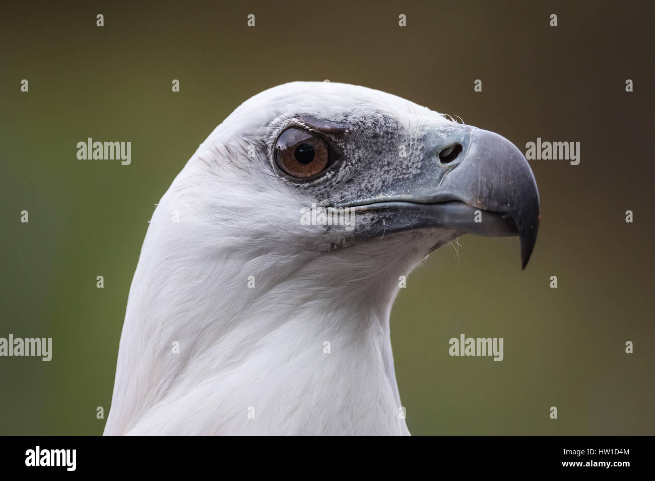 White-bellied Seeadler (Haliaeetus Leucogaster) Stockfoto