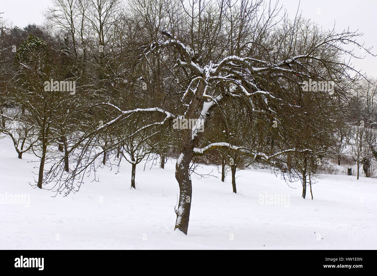 Wurf-Obstwiese im Winter, Streuobstwiese Im Winter Stockfoto