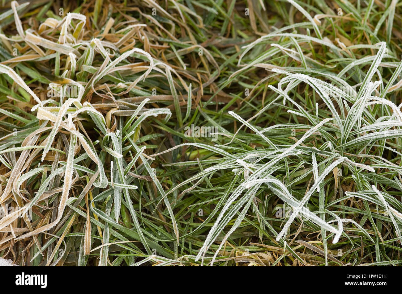 Frost, Frost Stockfoto