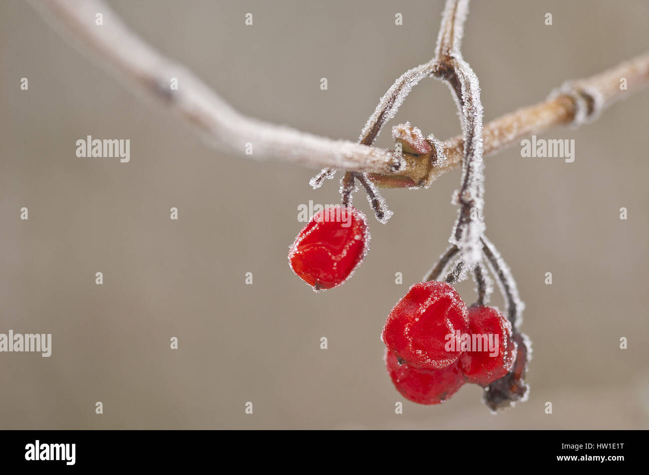 Vogelbeeren im Winter, Vogelbeeren Im Winter Stockfoto