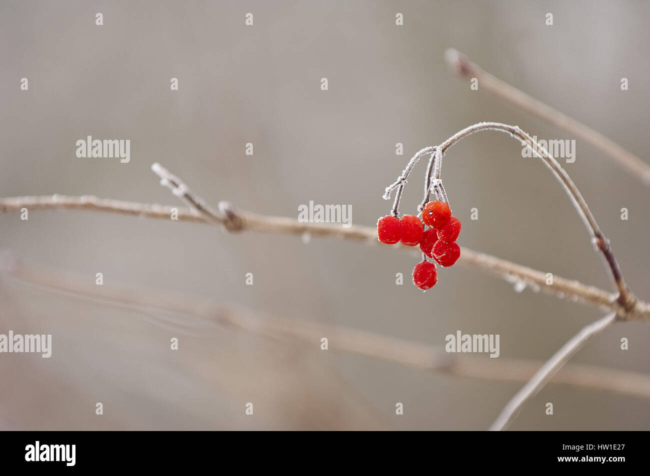 Vogelbeeren im Winter, Vogelbeeren Im Winter Stockfoto