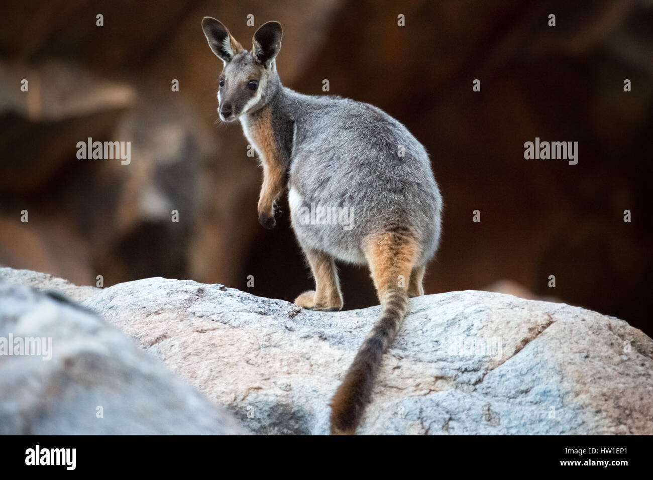 Gelb-footed Rock-Wallaby (Petrogale Xanthopus) Stockfoto