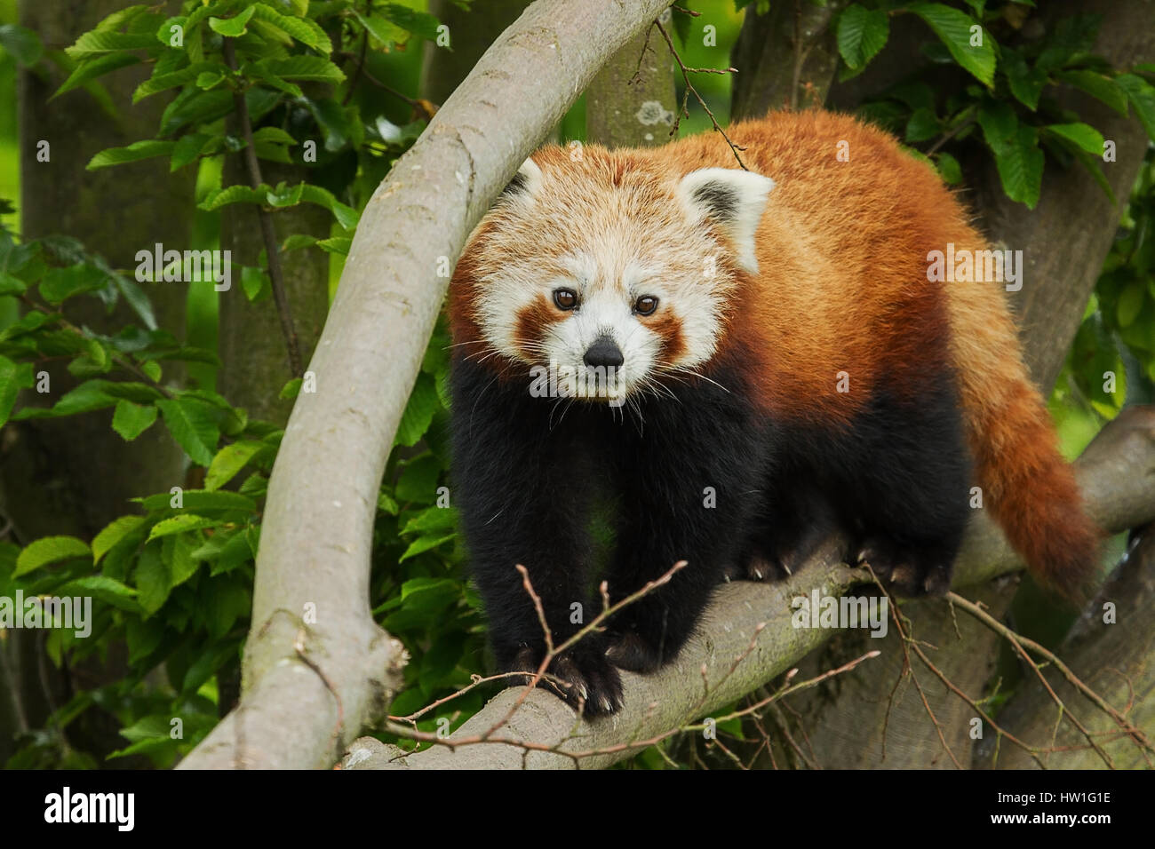 Foto von einer Erwachsenen Roter Panda zu Fuß entlang einem Ast etwas betrachten Stockfoto