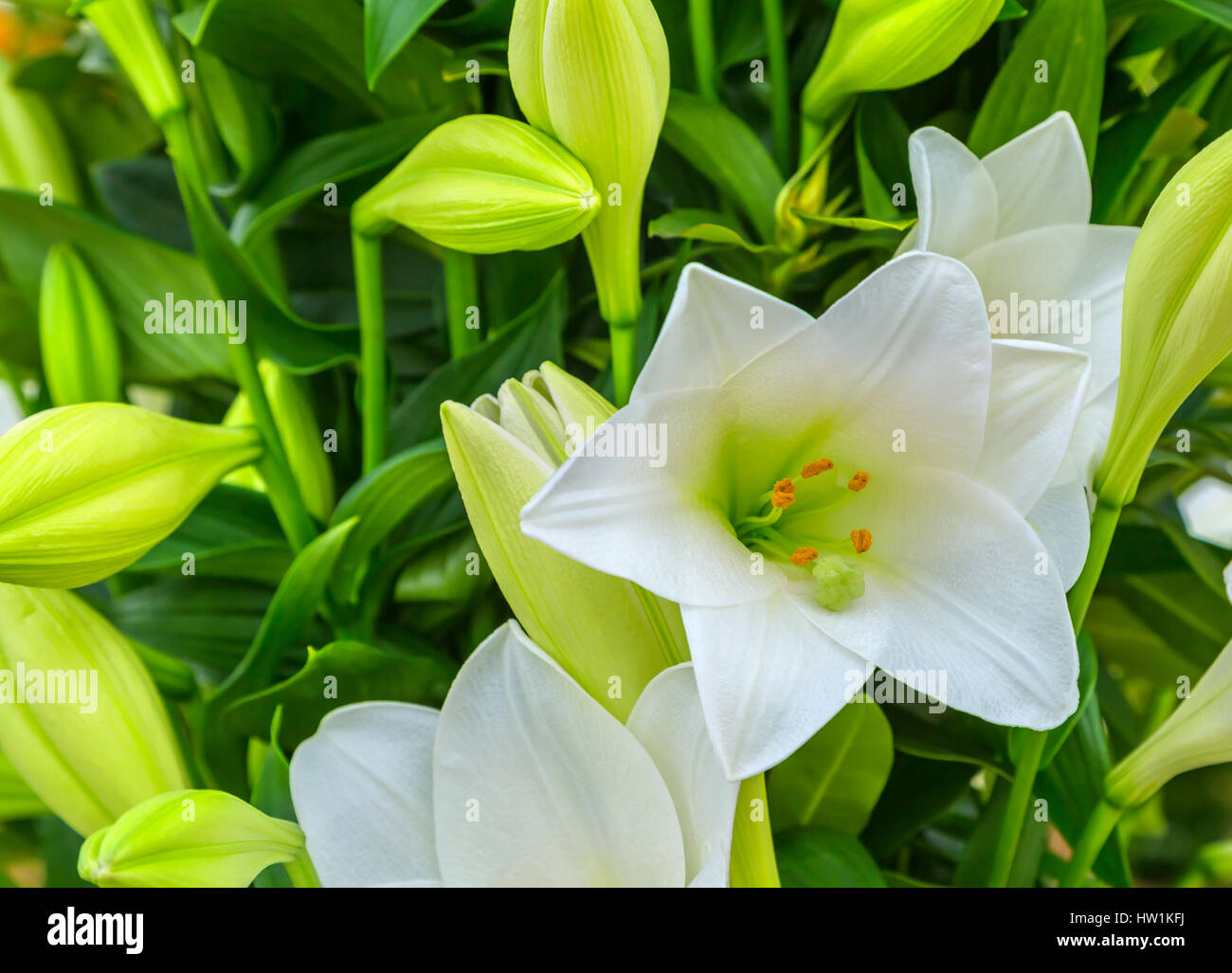 Schöne große weiße Lilie Blume Nahaufnahme Stockfoto