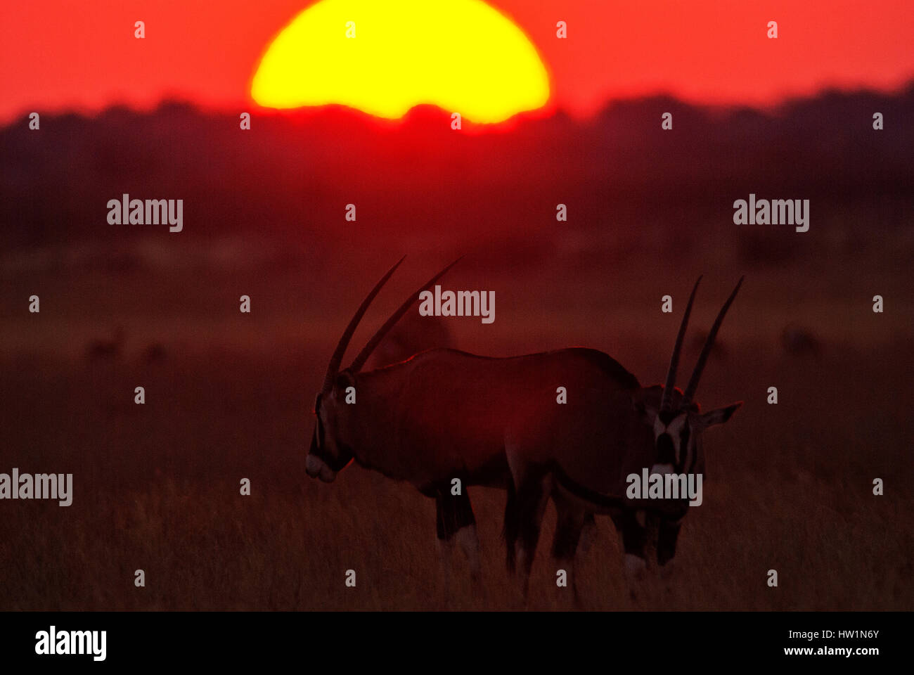 Spießböcke bei Sonnenuntergang, Deception Valley Central Kalahari Nationalpark, Botswana Stockfoto