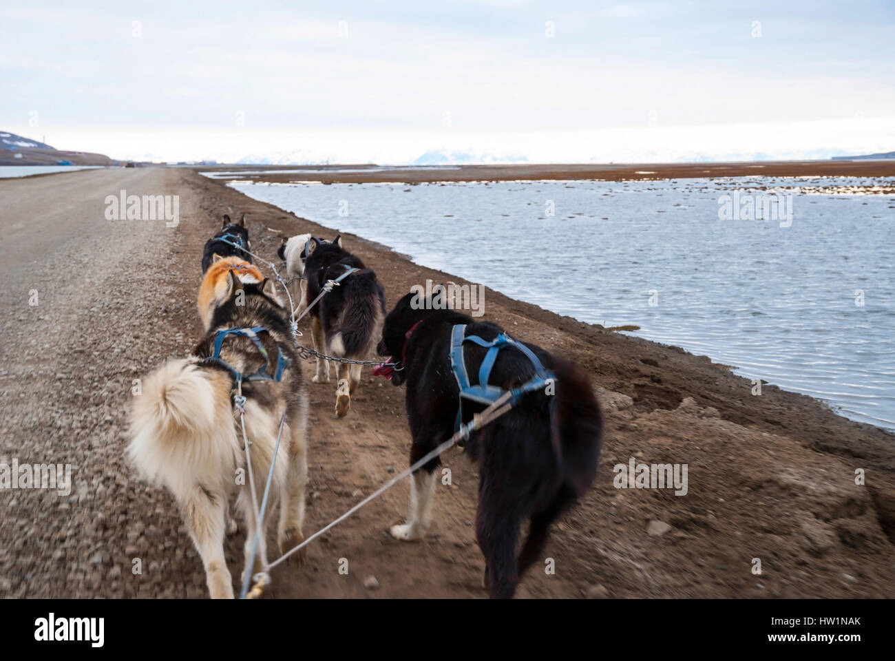 Hundeschlittenfahrten im Sommer in Spitzbergen, Arktis, Ego-Perspektive Stockfoto