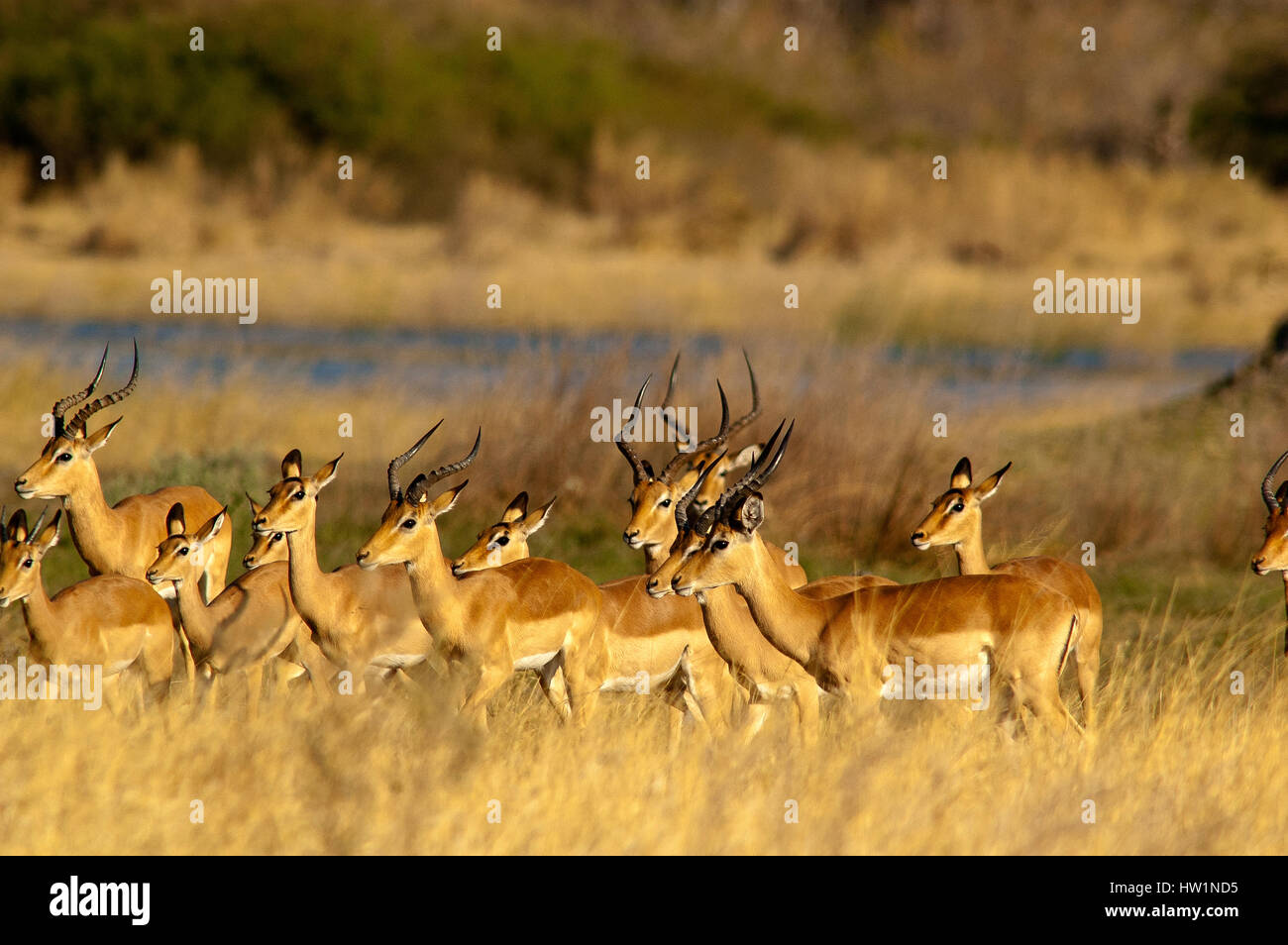 Herde von Impalas am Deception Valley, Central Kalahari Nationalpark, Botswana Stockfoto