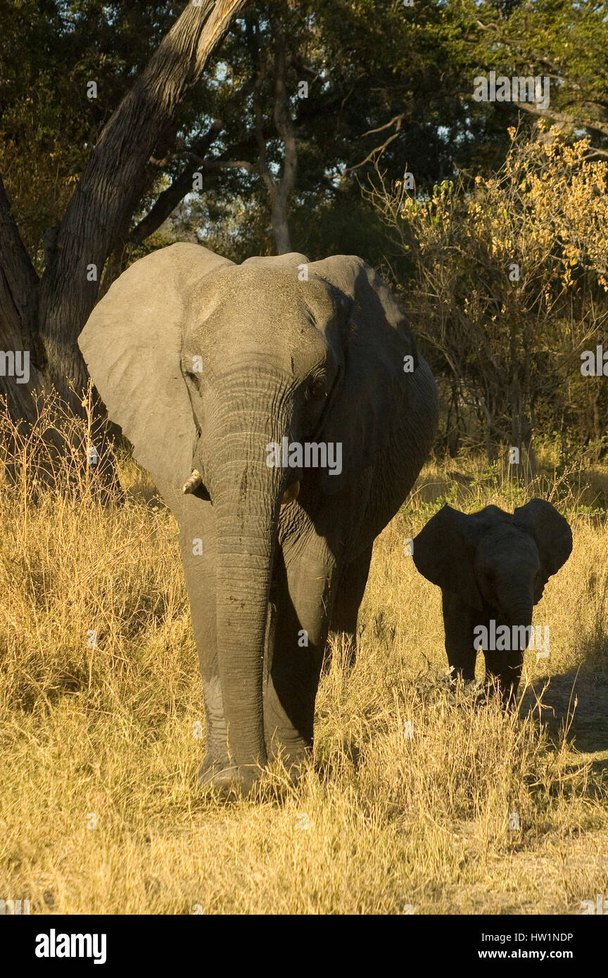Elefant mit Jungtier im Central Kalahari Game Reserve in Botswana Stockfoto