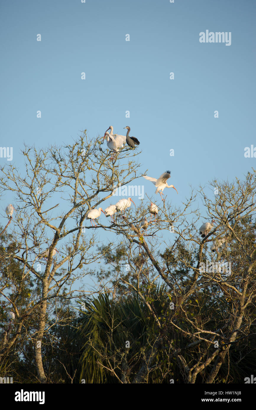 Weißer Ibis und einer dreifarbigen Heron, Merritt Island National Wildlife Refuge, FL Stockfoto