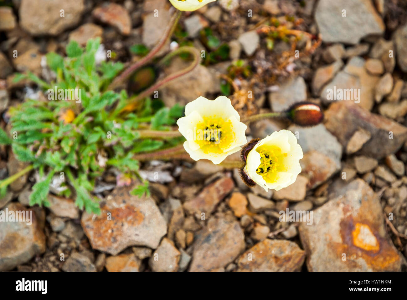 Arktischer Mohn (Papaver Radicatum) blüht in svalbard Stockfoto