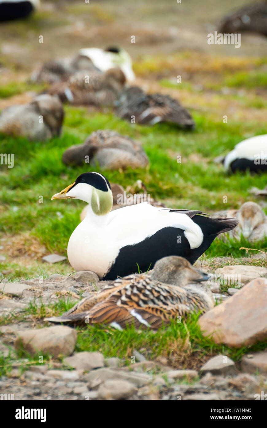 Gemeinsamen Eider nisten in Spitzbergen, Arktis, Norwegen Stockfoto