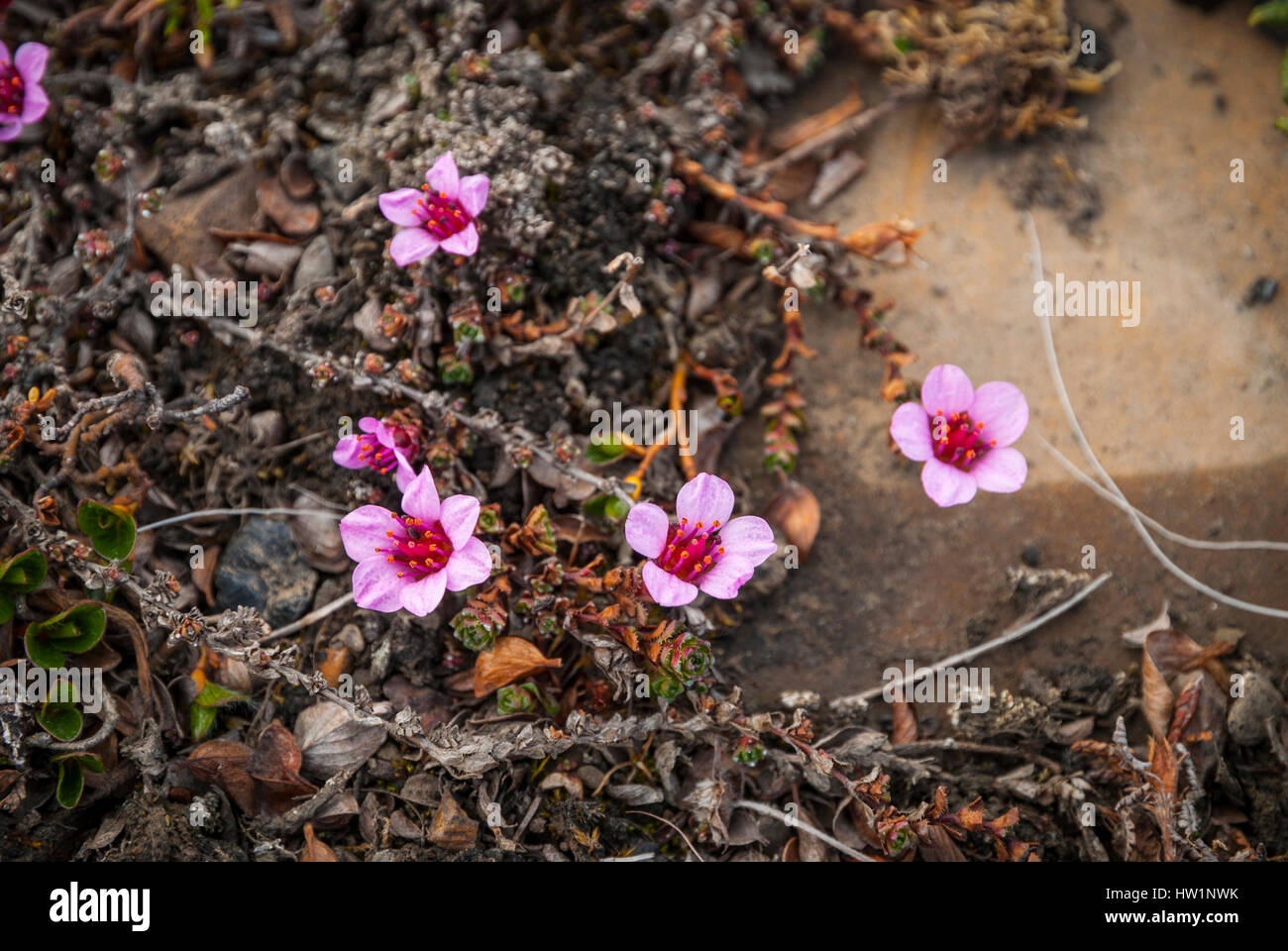 Lila Steinbrech Moos blühen im Sommer in der arktischen tundra Stockfoto