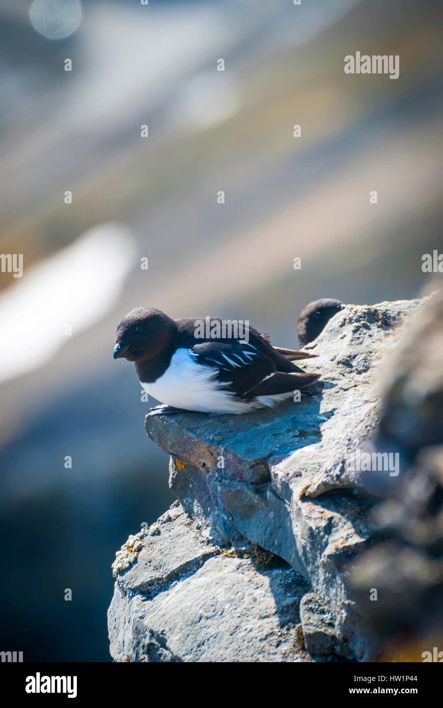 Guillemot aka. Dick-billed Murre (Uria Lomvia) auf dem Felsen, Svalbard Stockfoto