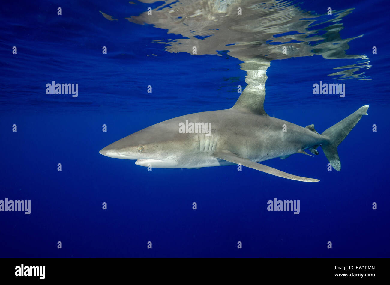 Ozeanische Weißspitzen Hai mit Reflexionen Stockfoto