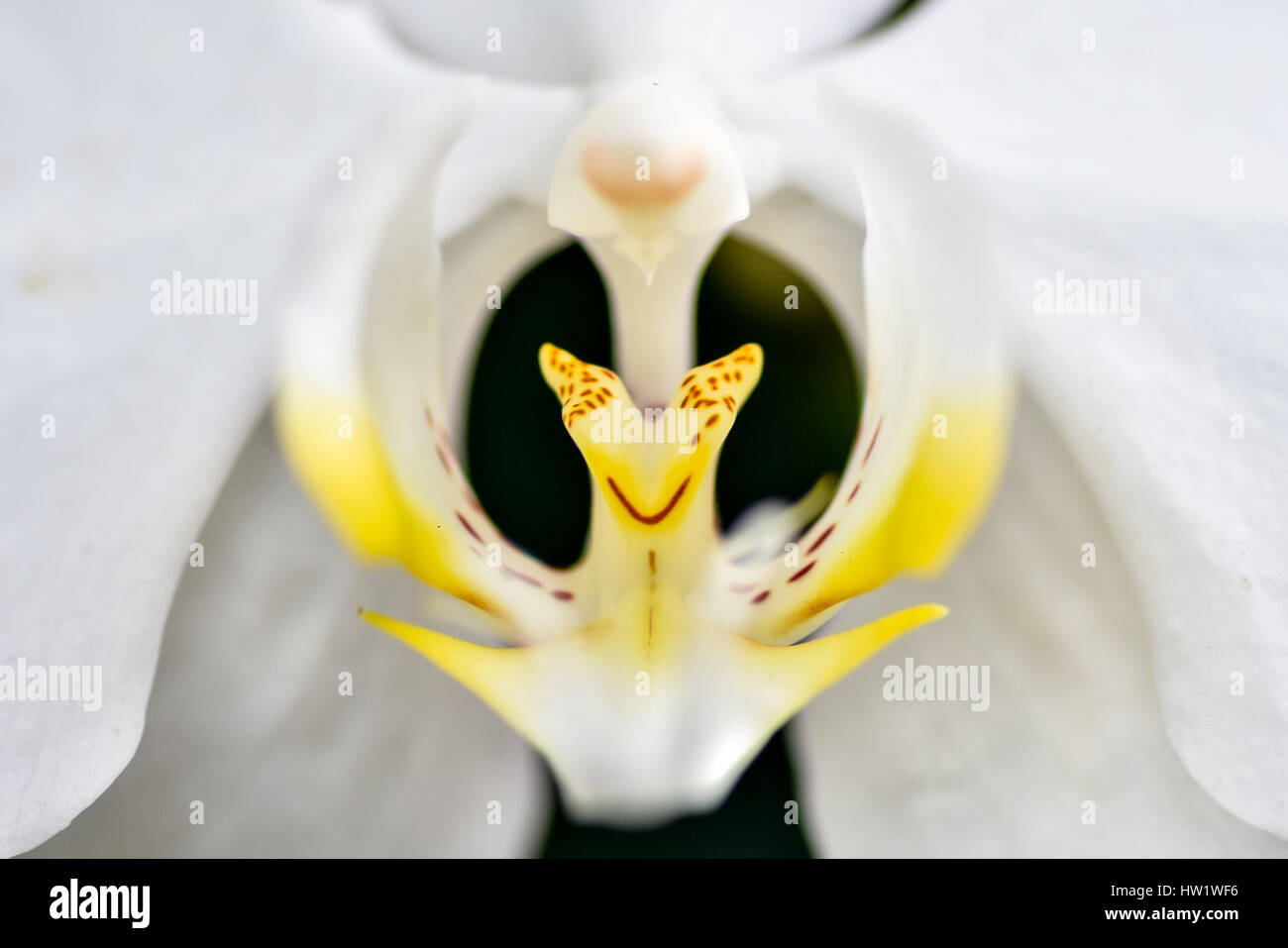 Ein Makro Nahaufnahme des Zentrums eine weiße Orchidee Blume. Stockfoto