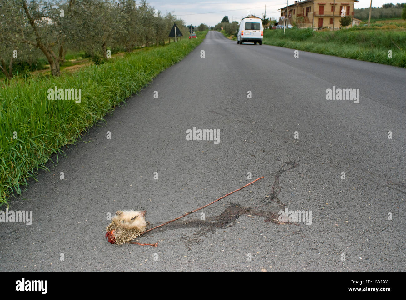Igel (Erinaceus Europaeus) getötet auf der Straße, Toskana, Italien Stockfoto