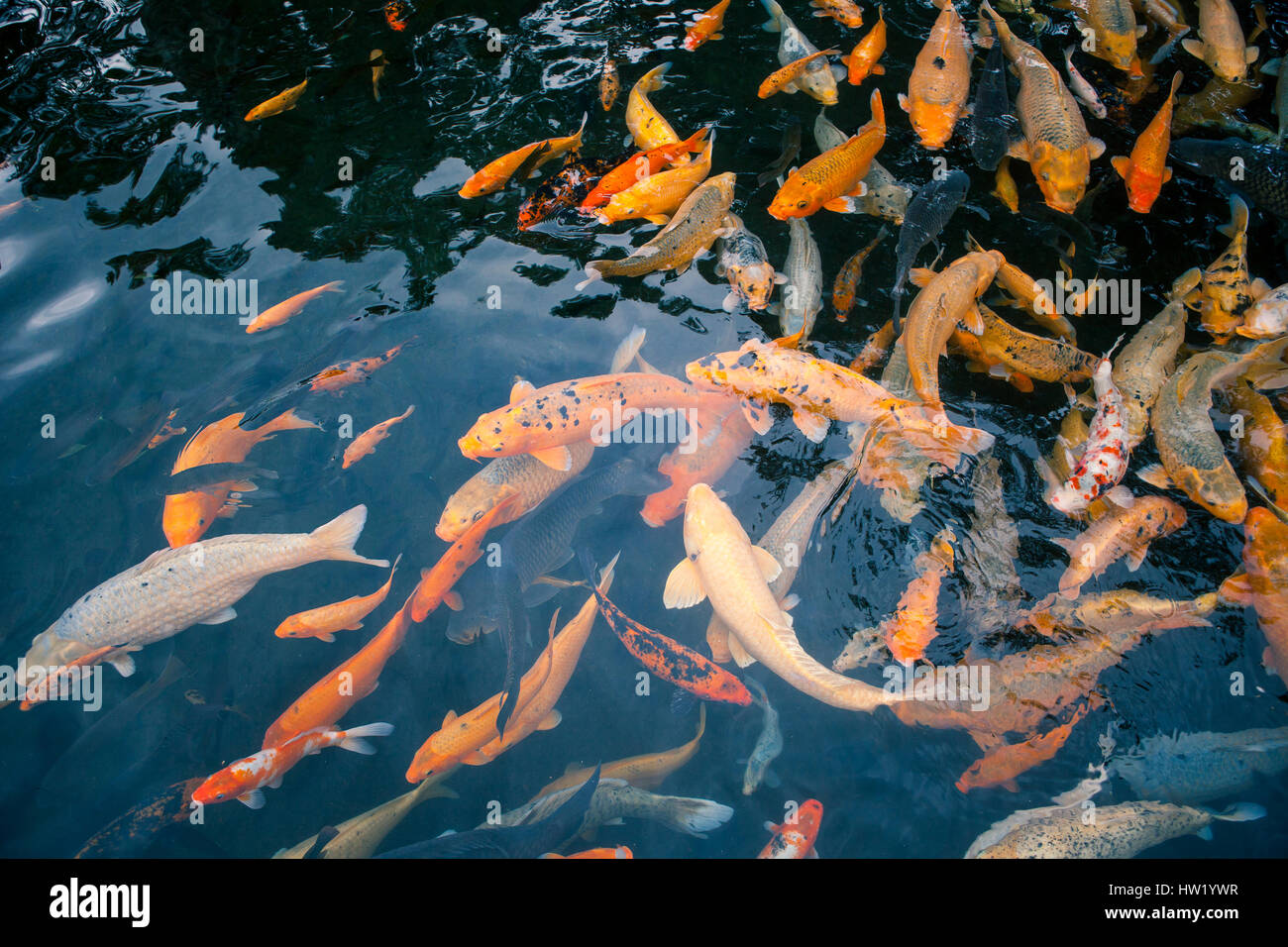 Fisch im sommergarten Stockfotos und bilder Kaufen Alamy