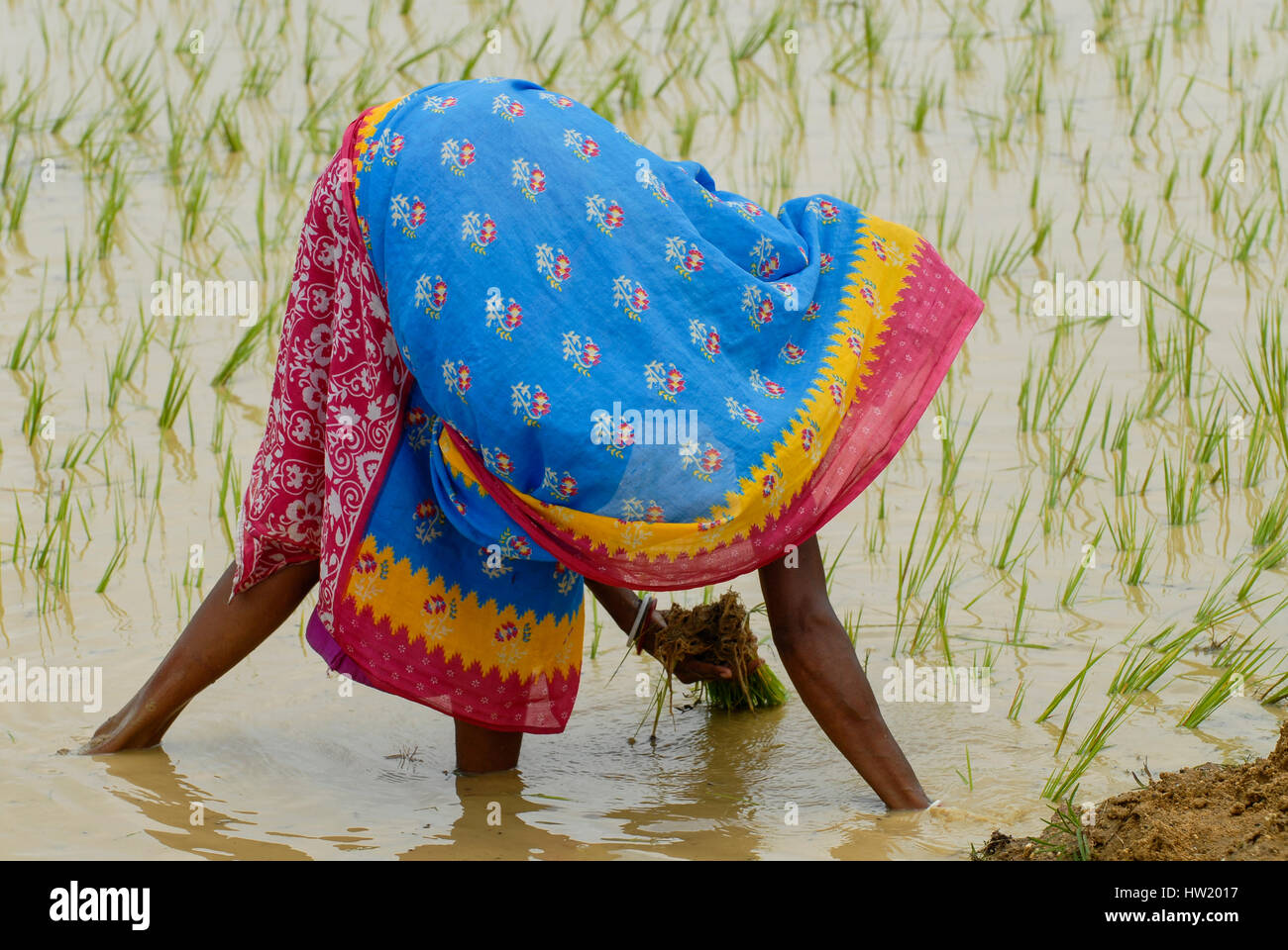 Indien Westbengal, Dorfes Gandhiji Songha, Reisanbau, Neupflanzung von Reis Sämlinge / INDIEN Westbengalen, Dorf Gandhiji Songha, Landwirtschaft, Umpflanzen von Reissetzlingen Stockfoto