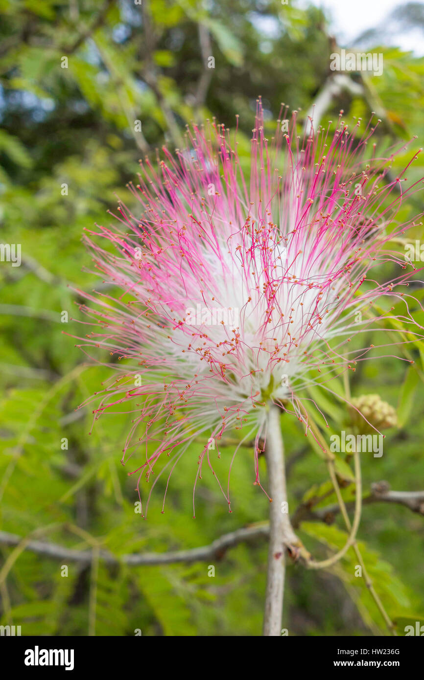 Silk Baum (Albizia) Kololi Senigambia Gambia Westafrika Stockfoto